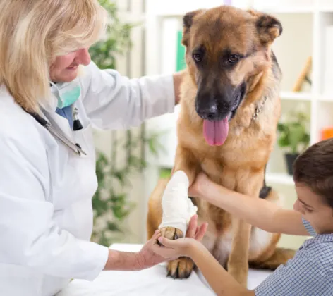 Veterinarian and Boy Holding a Dog's Paw